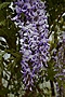 Wisteria Ludwik Lawin IMG_4420 Glicynia